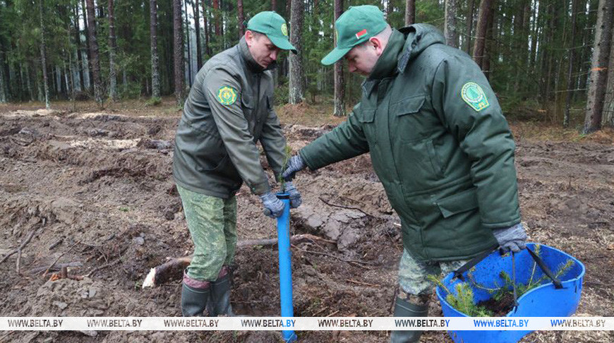 Успевает ли Беларусь восстанавливать свои леса? В Минлесхозе поделились подробностями
