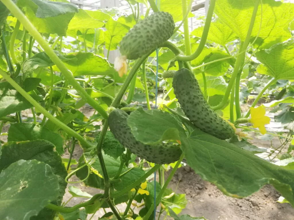 Как первыми ценами белорусов «укололи» огурцы