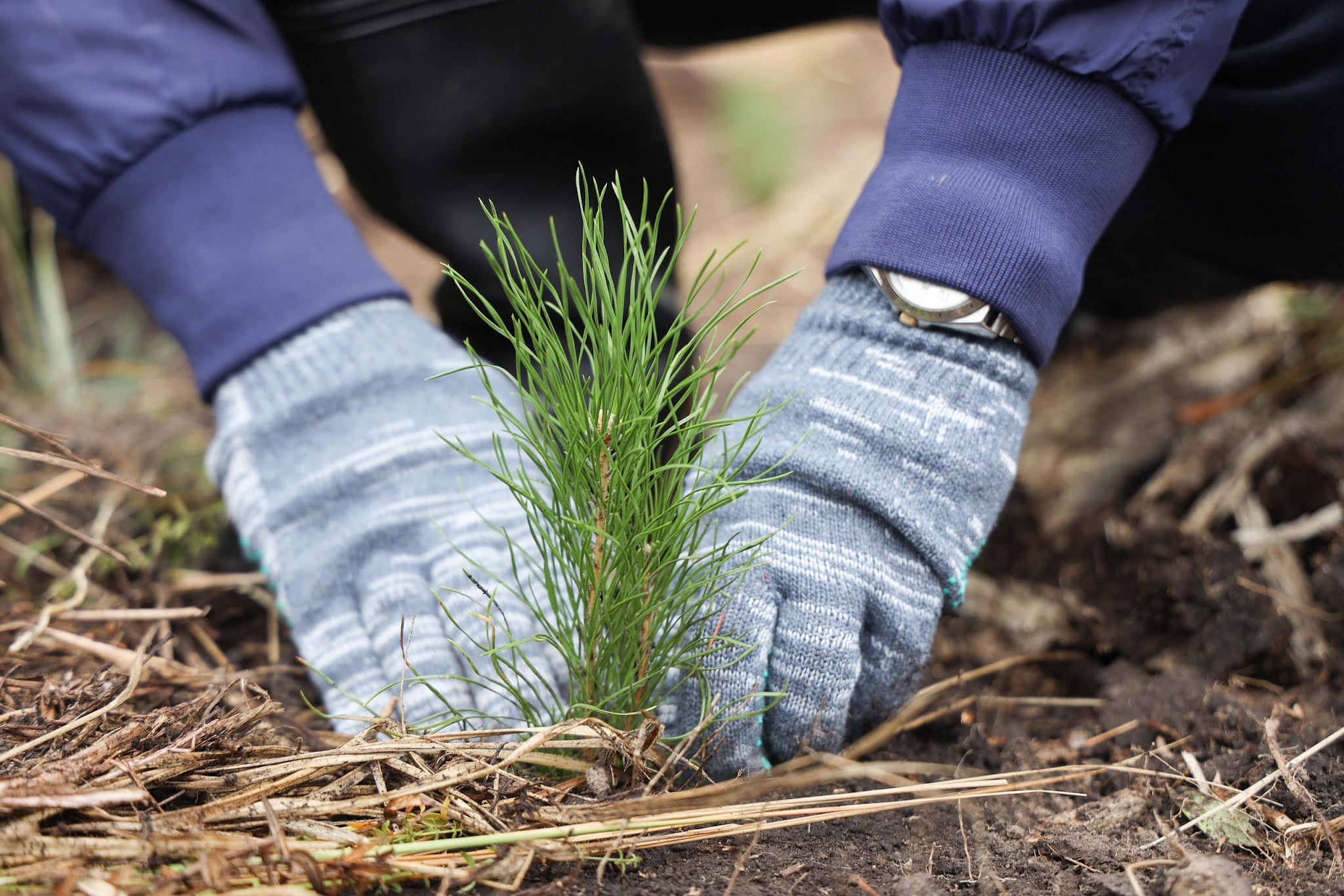 АКТУАЛЬНО: «АДНАВІМ ЛЯСЫ РАЗАМ»: БЕЛОРУСАМ ПРЕДЛОЖИЛИ ПОСАДИТЬ СВОЕ ДЕРЕВО