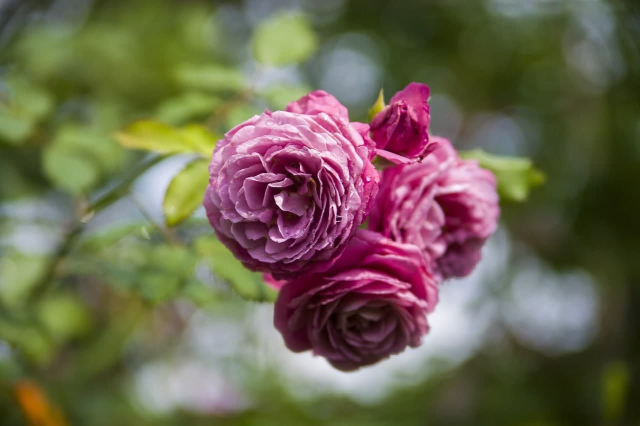 Председатель Миноблисполкома Александр Турчин поздравил жительниц Минщины с прекрасным весенним праздником — Днем женщин!